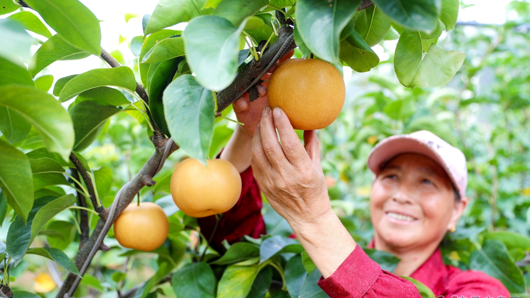 Pear harvest begins in Laixi, Shandong province